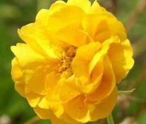 Гравилат Дабл Санрайз (Geum 'Double Sunrise')