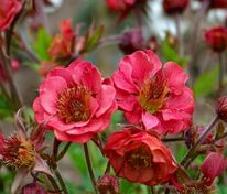 Гравилат речной Флэймс оф Пэшн (Geum rivale 'Flames of Passion')