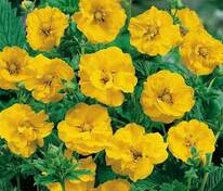 Гравилат чилийский Леди Стратеден (Geum chiloense 'Lady Stratheden')