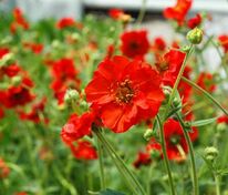 Гравилат чилийский Миссис Дж Бредшоу (Geum chiloense 'Mrs. J. Bradshaw')