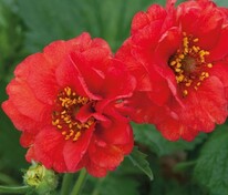 Гравилат чилийский Файербол (Geum chiloense 'Feuerball')