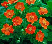 Гравилат ярко-красный Борисий (Geum coccineum 'Borisii')