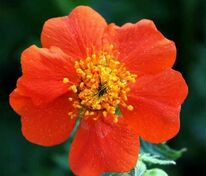 Гравилат ярко-красный Борисий-Стрейн (Geum coccineum 'Borisii-Strain')