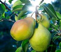 Груша Августовская роса (Pyrus communis 'Avgustovskaya rosa')