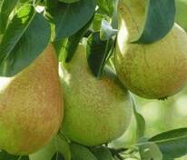 Груша Аллегро (Pyrus communis 'Allegro')
