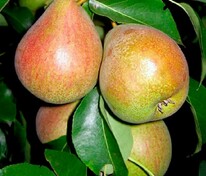 Груша Белорусская поздняя (Pyrus communis 'Belorusskaya pozdnyaya')