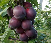 Алыча Генерал (Prunus cerasifera 'General')