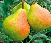 Груша Большая летняя (Pyrus communis 'Bolshaya letnyaya')