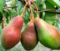 Груша Брянский сувенир (Pyrus communis 'Bryanskij suvenir')