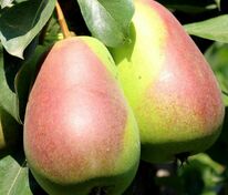 Груша Десертная Россошанская (Pyrus communis 'Desertnaya Rossoshanskaya')