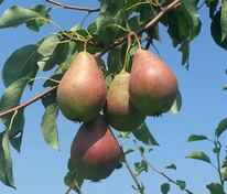 Груша Духмяная (Pyrus communis 'Dukhmyanaya')