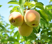 Груша Елена (Pyrus communis 'Elena')