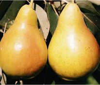 Груша Июньская ранняя (Pyrus communis 'Iyunskaya Rannyaya')