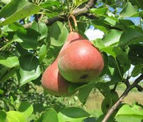 Груша Кокинская (Pyrus communis 'Kokinskaya')