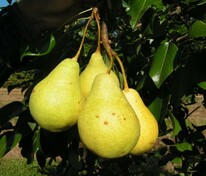 Груша Кудесница (Pyrus communis 'Kudesnitsa')