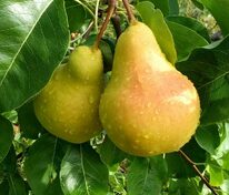 Груша Лада (Pyrus communis 'Lada')