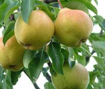 Груша Москвичка (Pyrus communis 'Moskvichka')