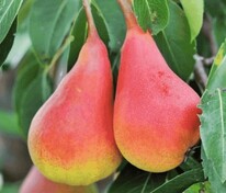 Груша Нарядная Ефимова (Pyrus communis 'Naryadnaya Efimova')