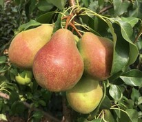 Груша "Orlovskaya Krasavica" (Орловская Красавица)