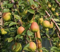 Груша Осенняя Яковлева (Pyrus communis 'Osennyaya Yakovleva')