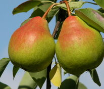 Груша Память Анзина (Pyrus communis 'Pamyat Anzina')