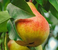 Груша Ранняя (Pyrus communis 'Rannjaja')