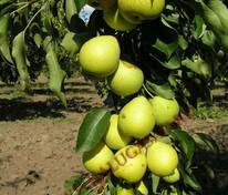Груша Скороспелка из Мичуринска (Pyrus communis 'Skorospelka iz Michurinska')