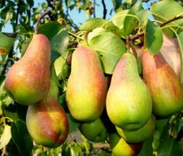 Груша Талгарская (Pyrus communis 'Talgarskaya')