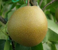 Груша Утренняя свежесть (Pyrus communis 'Utrennyaya Svezhest')