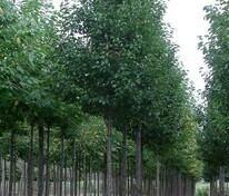 Груша каллериана Шантеклер (Pyrus calleryana 'Chanticleer')