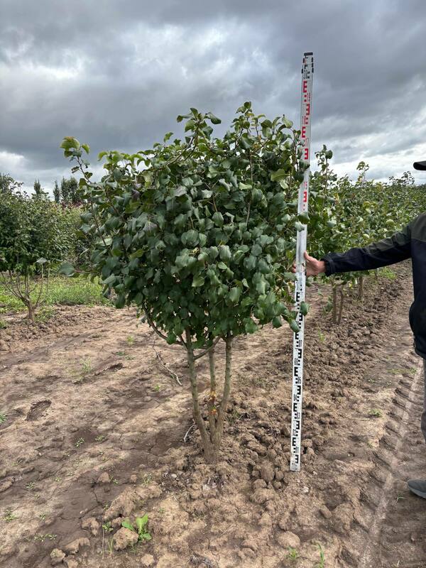 Груша уссурийская (Pyrus ussuriensis)