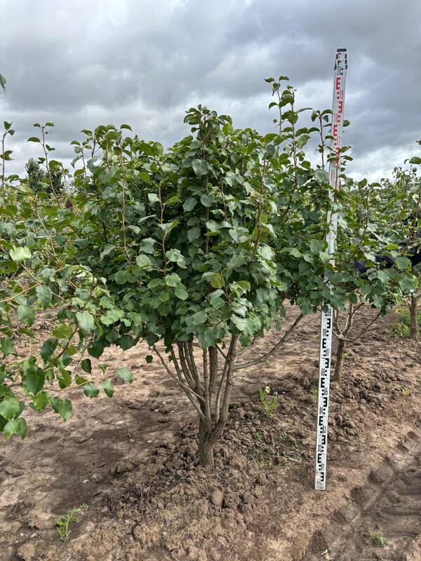 Груша уссурийская (Pyrus ussuriensis)