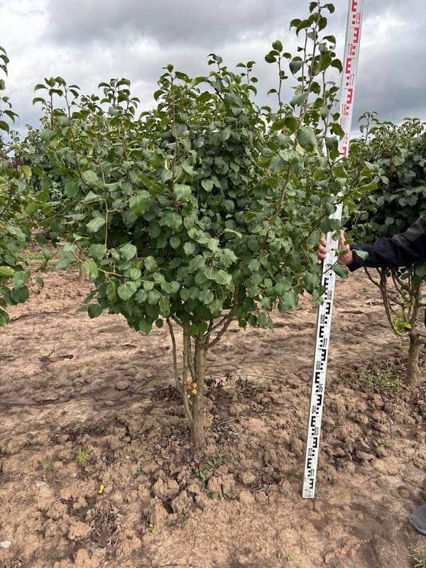 Груша уссурийская (Pyrus ussuriensis)