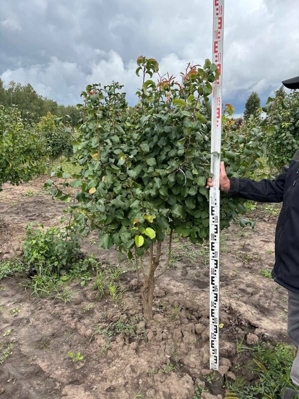 Груша уссурийская (Pyrus ussuriensis)
