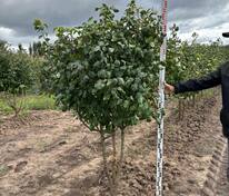 Груша уссурийская (Pyrus ussuriensis)