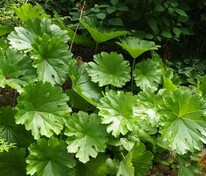 Дармера щитовидная (Darmera peltata)