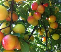 Алыча Июльская роза (Prunus cerasifera 'Iyulskaya roza')