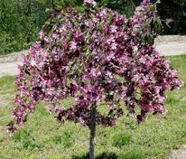 Яблоня декоративная Чилс Випинг (Malus 'Cheals Weeping')