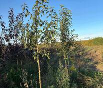 Яблоня декоративная Джон Доуни (Malus 'John Downey')