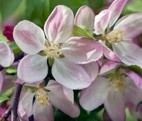 Декоративная яблоня "Laura" (Лаура)