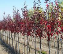 Яблоня декоративная Мокум (Malus 'Mokum')
