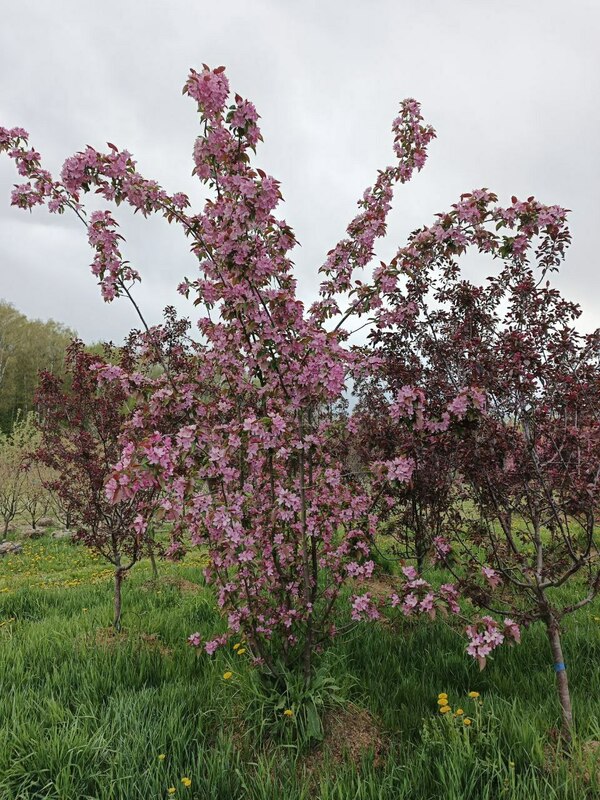 Яблоня декоративная Ола (Malus 'Ola')