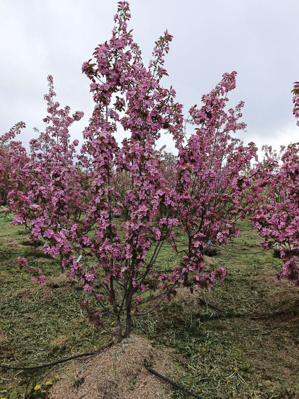 Яблоня декоративная Ола (Malus 'Ola')