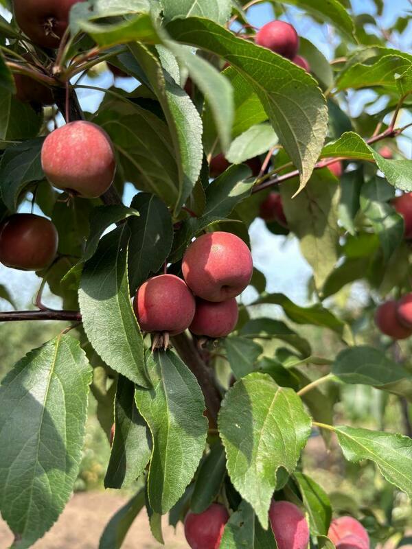 Яблоня декоративная Ола (Malus 'Ola')