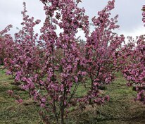 Яблоня декоративная Ола (Malus 'Ola')