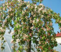 Яблоня декоративная Ред Джейд (Malus 'Red Jade')