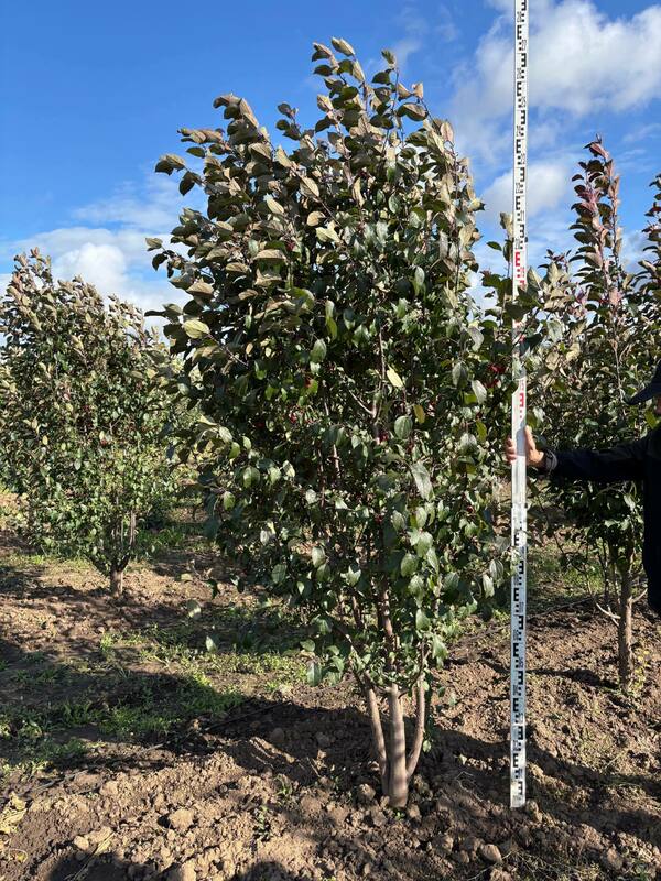 Яблоня декоративная Ред Обелиск (Malus 'Red Obelisk')