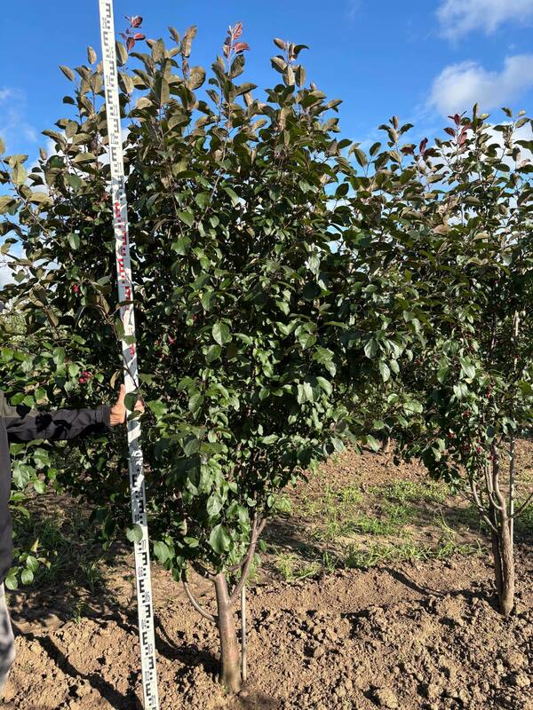 Яблоня декоративная Ред Обелиск (Malus 'Red Obelisk')