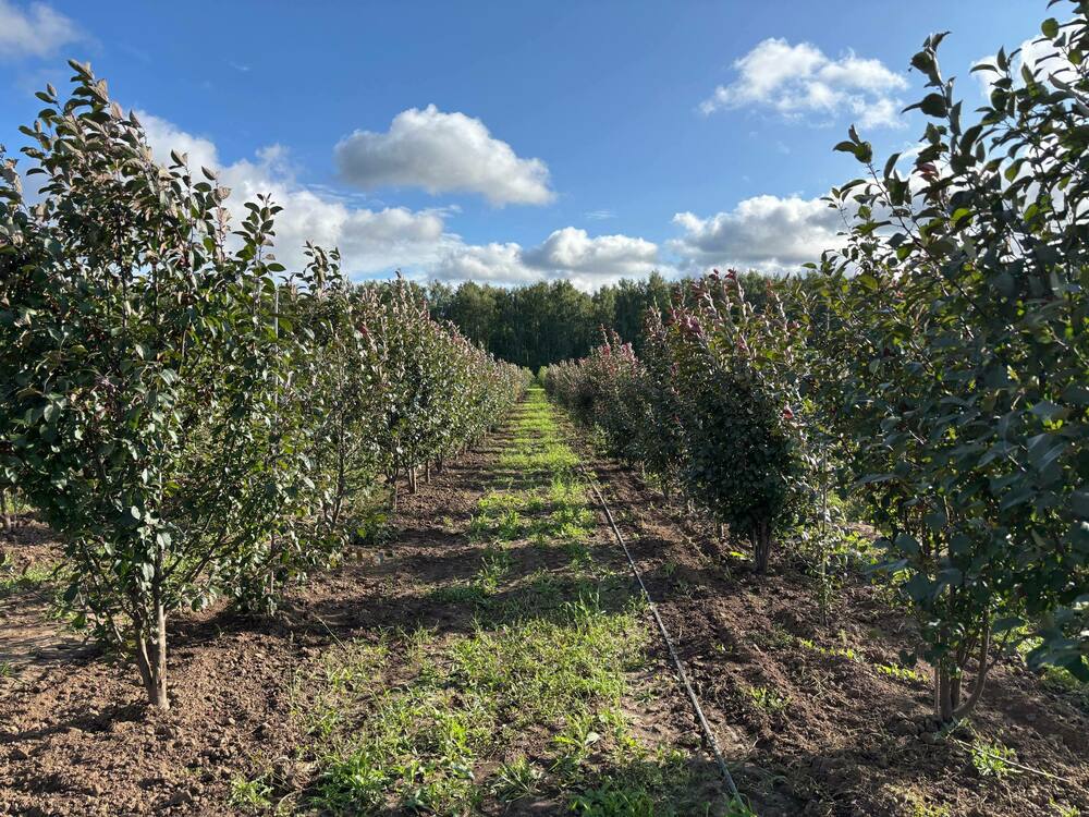 Яблоня декоративная Ред Обелиск (Malus 'Red Obelisk')