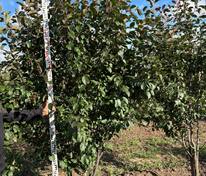 Яблоня декоративная Ред Обелиск (Malus 'Red Obelisk')